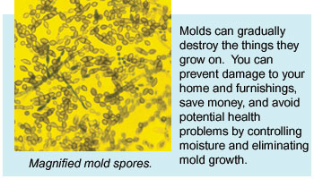 magnified mold spores